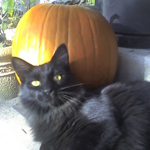 Leo with Pumpkin