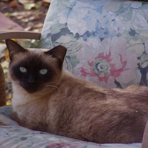 Anna on a chair