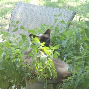 Annie in a catnip plant on the patio.