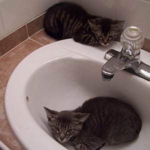 kittens in sink