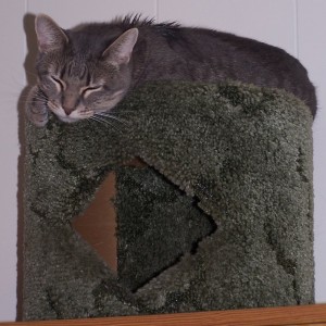rachel lying on cat condo