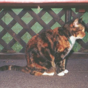 cat in shelter area