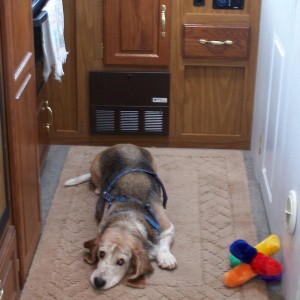 That upper level bunk keeps dogs out of cat food and litter too.