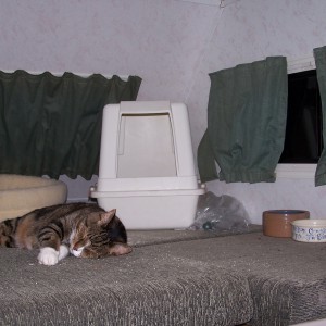 Traveling with cats? The upper bunk in an RV makes a great cat room.