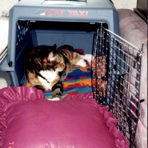 Pansy cat in crate