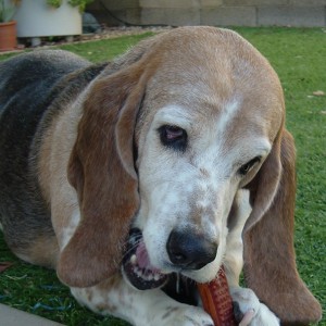 molly with bone