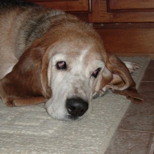 molly, a Basset Hound, on the floor