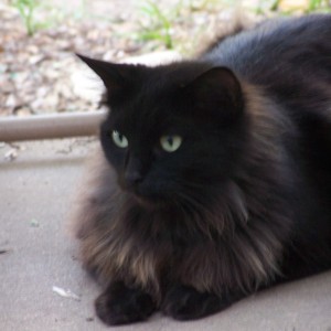 Bright Eyes a long-hair black cat