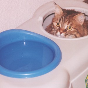young kitty peeking through opening in dog bowl holder
