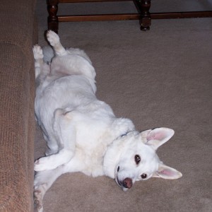 Ruby a white shepherd