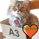 Tabbytha in box