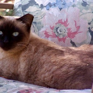 Anna a senior Siamese feral cat