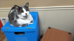 Vinnie sitting on file box