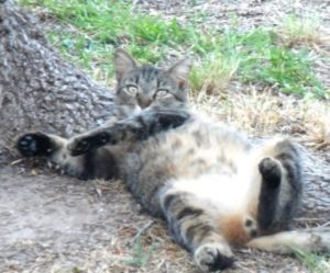 little tabby lying on back under a tree