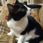 Cat sitting on couch