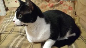 Cat lying on a blanket