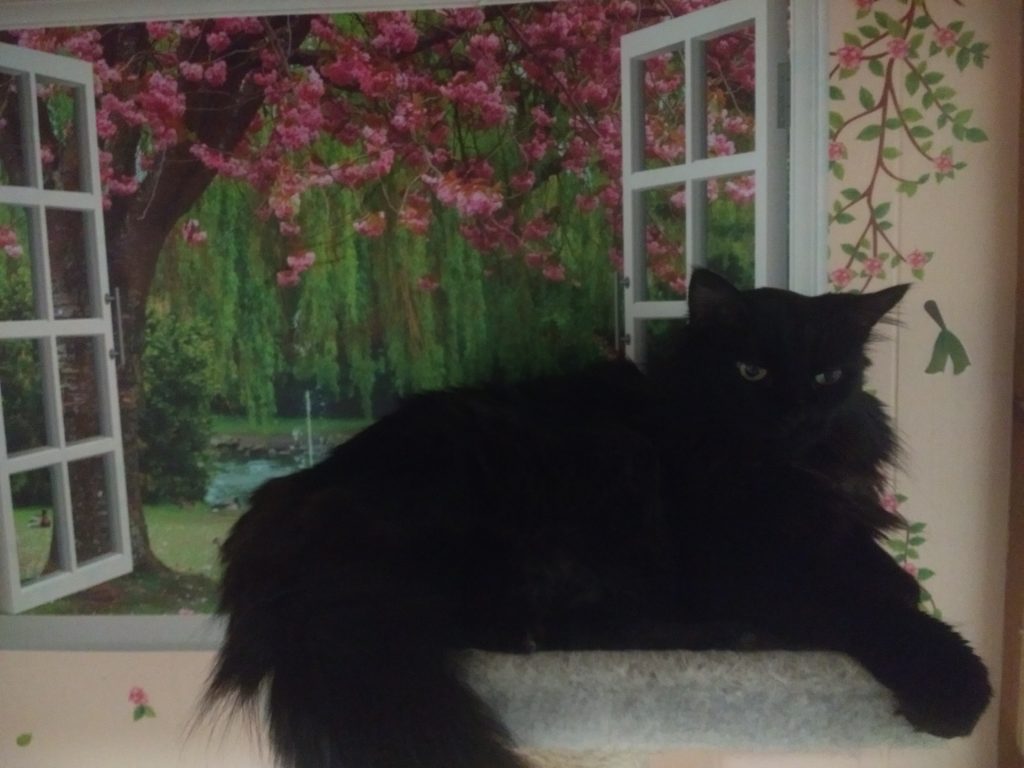 Leo lying on cat tree in condo