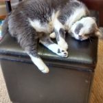 Vinnie, gray and white cat at 16 years oldd