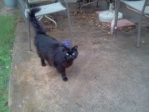 Extra the extra black cat