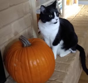 penny Help to Rehome Your Pet