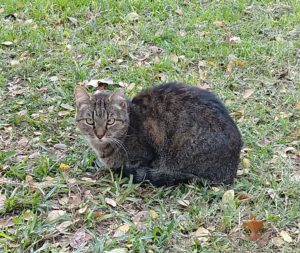 Sweet Pea and petite gray tabby