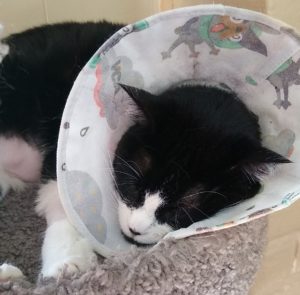 Cat with veterinary collar after coming home from the hospital