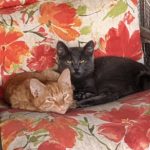orange and gray community kittens on patio chair