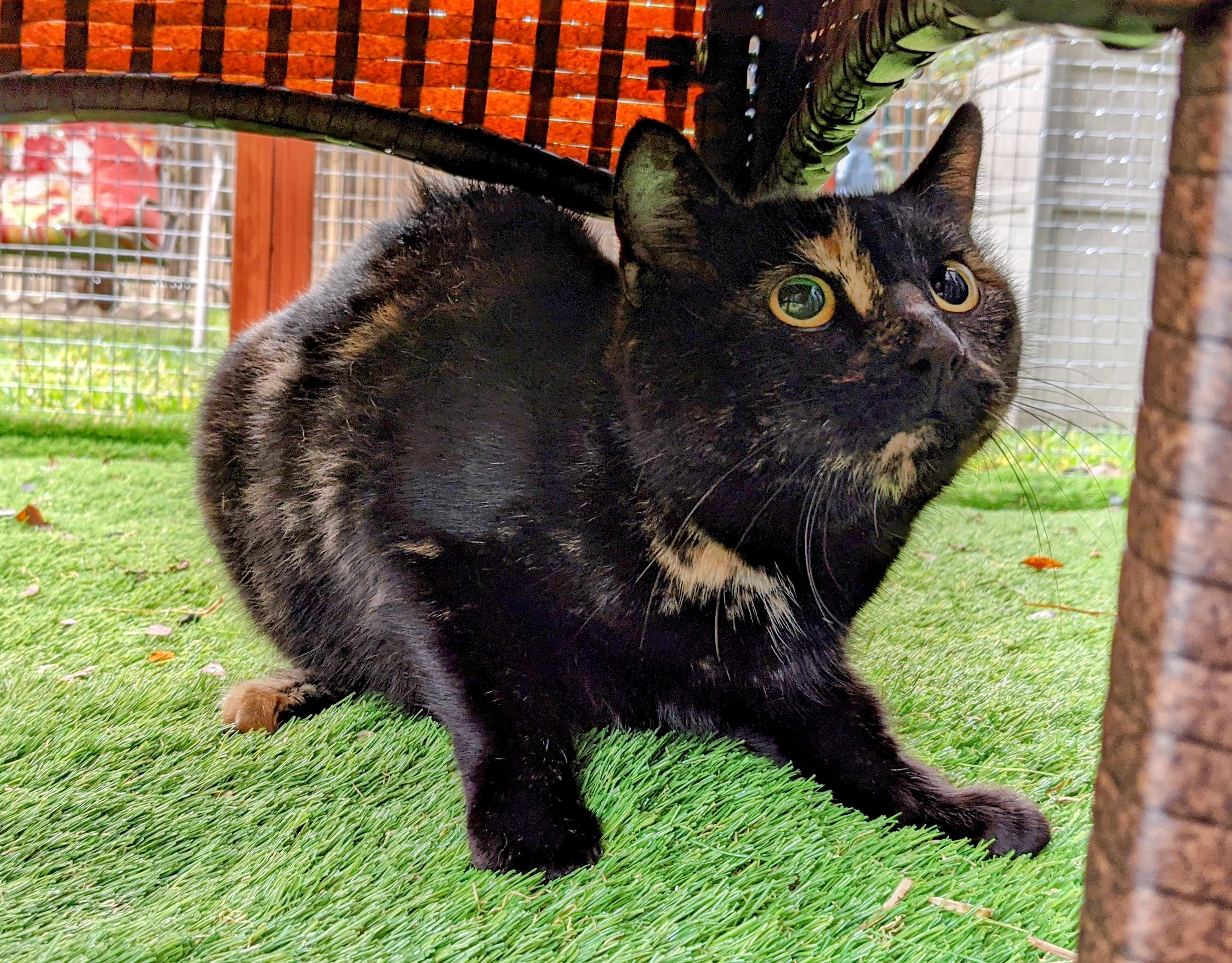 Volunteer Opportunities - Catnip Casa Cat Refuge