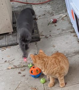 cheeto and dorian playing with laser light on outdoor catio