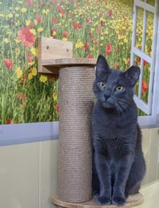 Dorian a pretty solid gray young male cat with short hair