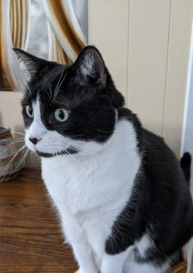 Cat a black and white tuxedo kitty sitting on cabinet