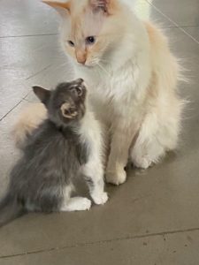 a pretty long haired cream and orange or beige kitty