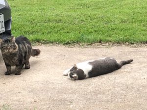 CC and Ben relaxing outside