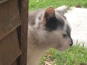 Ben a gray and white cat