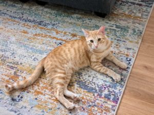 Latte, a dilute orange tabby, lying on a rug.